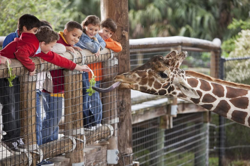 group of children at zoo. Focus on giraffe and boy in foreground feeding giraffe.