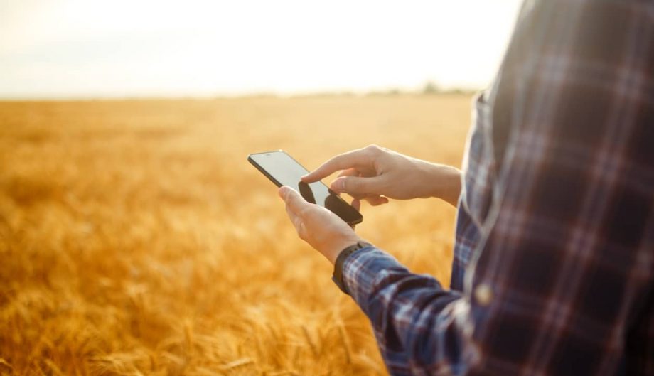 Close up shot of a worker in a wheat field holding a phone