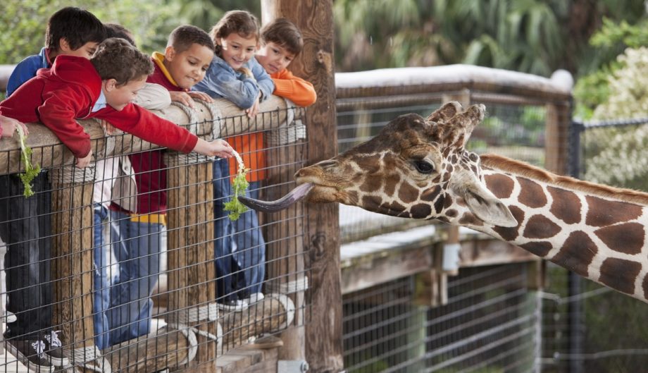 group of children at zoo. Focus on giraffe and boy in foreground feeding giraffe.
