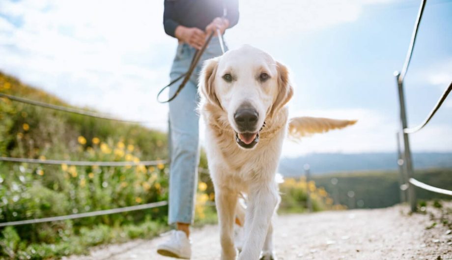 A Golden Retriever gets close up and personal with the camera while outdoors walking with his owner in a Los Angeles county park in California on a sunny day